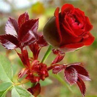 Profile Picture of Bilchun Lee (@chunza.lee.31) on Facebook