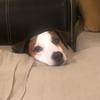 Profile Picture of Daniel Stinebaugh (@@danielstinebaugh) on Tiktok