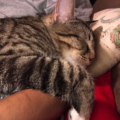 Profile Picture of Victor Schwartz (@VictorSchwart15) on Twitter