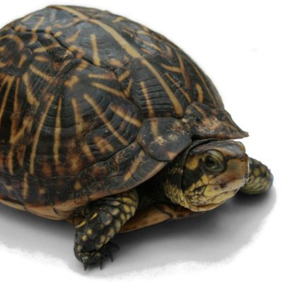 Profile Picture of Joseph Vernier (@jvernier) on Twitter