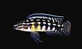 Profile Picture of Julidochromis marlierion Wikipedia