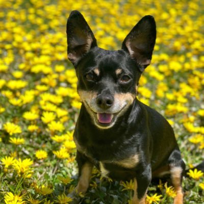 Profile Picture of Mark Wolfe (@markwolfe00) on Twitter