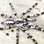 Profile Picture of Steven Harwell (@skharwelljr) on Instagram