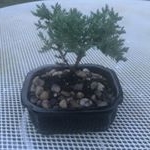 Profile Picture of Bert the Bonsai (@bertthebonsai) on Instagram