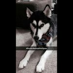 Profile Picture of Briana Escher (@rusticretreatpetspaw) on Instagram