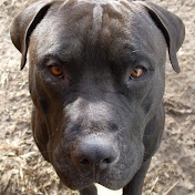 Profile Picture of Christopher Hegland (@christopherhegland8786) on Youtube