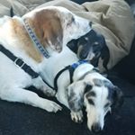 Profile Picture of Faythe Bauman Irwin (@georgeodiemax) on Instagram