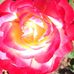 Profile Picture of Rose Straney (@rose.straney) on Facebook