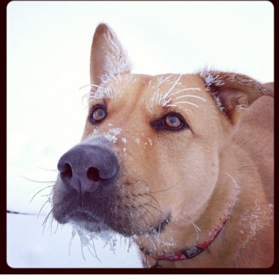 Profile Picture of Dingo Dogg (@maryzaleski2) on Twitter