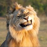 Profile Picture of Brian Halladay (@brianthelion333) on Instagram