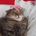 Profile Picture of Marshall Crane J (@marshymjc123) on Instagram