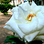 Profile Picture of Zehra Akdoğan (@zehra akdoğan photography) on Flickr