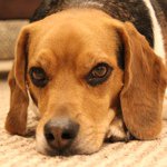 Profile Picture of Hong Liu (@bob_the_beagle) on Instagram