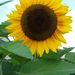 Profile Picture of Terri Dixon (@tldixon1964) on Pinterest