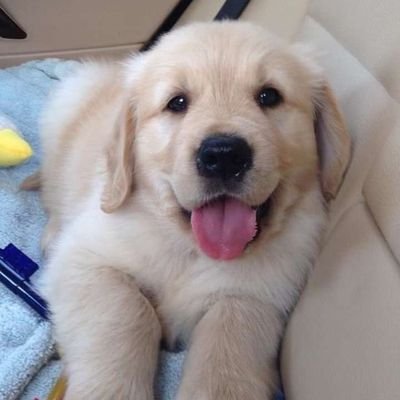 Profile Picture of Nancy D Carpenter (@NancyDCarpente1) on Twitter