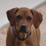 Profile Picture of Pat McDaniel (@gusdog2010) on Instagram