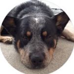 Profile Picture of Murray Phillips (@muzz_dog) on Instagram