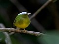 Profile Picture of Opal-crowned manakinon Wikipedia