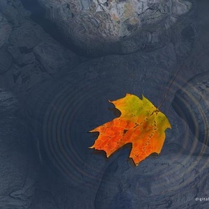 Profile Picture of Stephen Honan (@365039839) on Myspace