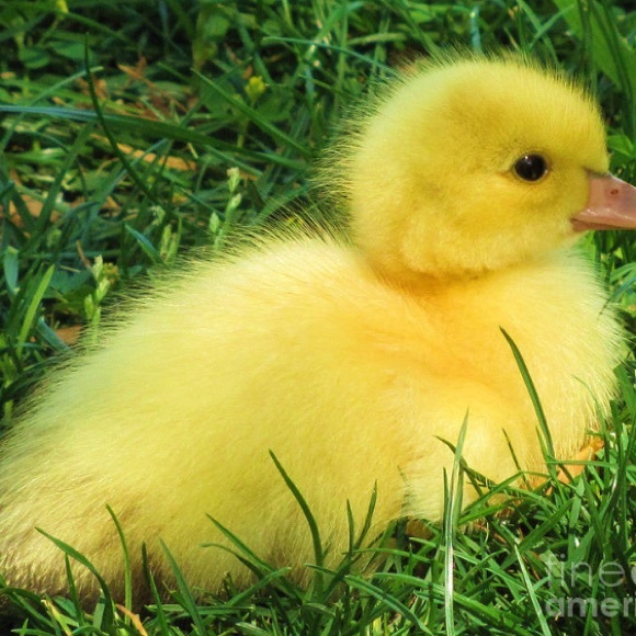 Profile Picture of Bryce Heydenberk (@bdheydenberk) on Poshmark