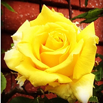 Profile Picture of dennis ellis (@dennisellis1) on Flickr