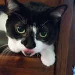 Profile Picture of leisanne sylvester-jarvis (@bettyandjellybean) on Instagram