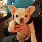 Profile Picture of Jodi Abramson (@jobeth902) on Instagram