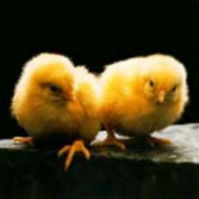 Profile Picture of Tony Canady (@armitogehr) on Twitter