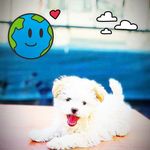 Profile Picture of Alieren Böşçek (@sonmezalieren779) on Instagram