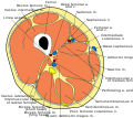 Profile Picture of Deep femoral arteryon Wikipedia