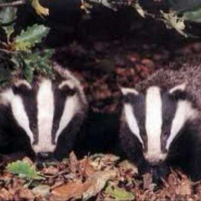 Profile Picture of Damien Brady (@badger47brady) on Twitter