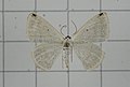 Profile Picture of Lomographa perapicataon Wikipedia