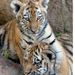 Profile Picture of Amber Evert (@amber1731) on Pinterest