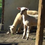 Profile Picture of bayleejackson (@bayleejackson2175) on Instagram