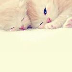 Profile Picture of Amanda & Arthur (@amandaarthur6) on Instagram