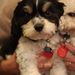 Profile Picture of Buddy Sparkles Sutton (@buddysparkles) on Pinterest