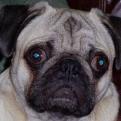 Profile Picture of Cheryl Bryant (@sandpiper118) on Twitter