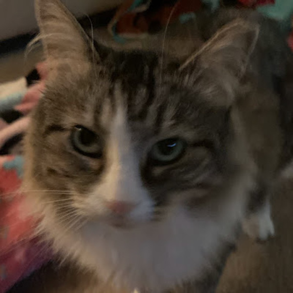 Profile Picture of Cats Cats (@bamendt89) on Poshmark
