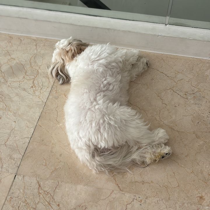 Profile Picture of arielchewjiahueyz (@chueyzz) on Tiktok