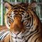 Profile Picture of Mark Tiger (@mark.tiger.7370) on Facebook