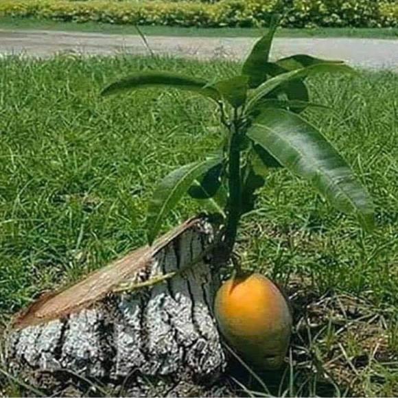 Profile Picture of Mahmut Özşahin (@mahmutozsahinn) on Poshmark