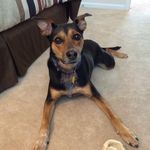 Profile Picture of Brittney Pfaff Taylor (@bpfaffnc) on Instagram