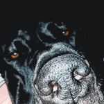 Profile Picture of 𝑩𝒓𝒐𝒏𝒌𝒐 𝒅𝒊𝒆 𝑫𝒆𝒖𝒕𝒔𝒄𝒉𝒆 𝑫𝒐𝒈𝒈𝒆 🐾 (@bronkofroehlich) on Instagram