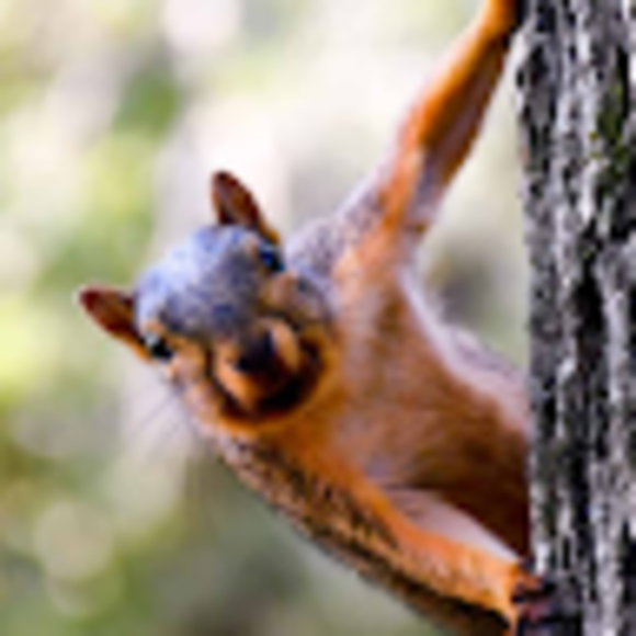 Rocket Squirrel - Poshmark Profile Picture of Rocket Squirrel (@rocket_squirrel) on Poshmark