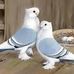 Profile Picture of Fazal Hussain Awan (@fazalhussain.awan.330) on Facebook