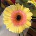 Profile Picture of Danielle Welborn (@artsyfartsy7) on Pinterest