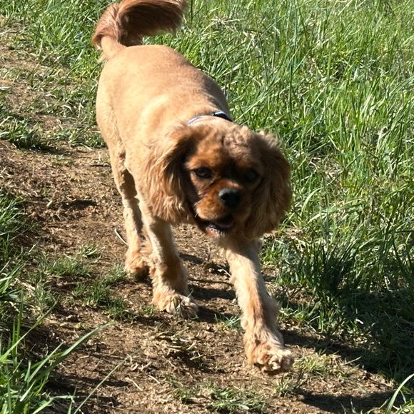 Profile Picture of Joseph Rowe (@jfroweiiimd) on Poshmark