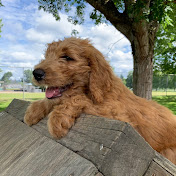 Profile Picture of Trent Petersen (@trentpetersen485) on Youtube