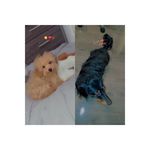 Profile Picture of 𝐌𝐢𝐧𝐝𝐲 & 𝐁𝐚𝐛𝐲 𝐛𝐫𝐨𝐭𝐡𝐞𝐫 𝐇𝐞𝐧𝐝𝐫𝐢𝐱🐾 (@mindyminxx_hendrix) on Instagram