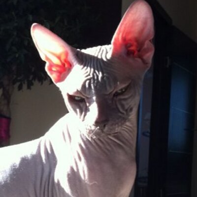 Profile Picture of Nick Abrams (@handyfood) on Twitter